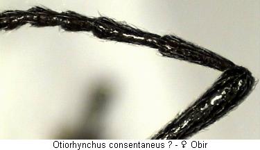 otiorhynchus_consentaneus_f.jpg