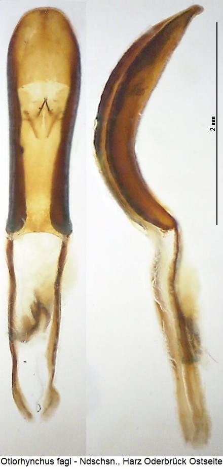 otiorhynchus_fagi.jpg