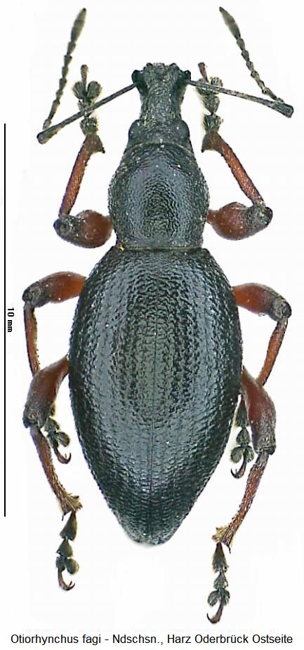 otiorhynchus_fagi_m_hab.jpg