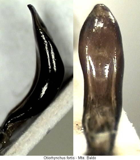 otiorhynchus_fortis.jpg