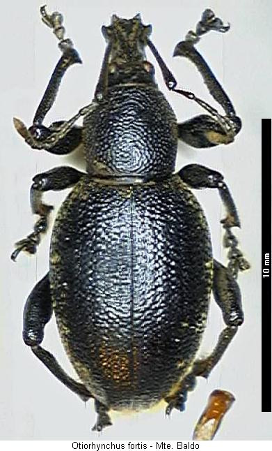 otiorhynchus_fortis_hab.jpg
