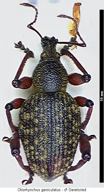 otiorhynchus_geniculatus2_hab.jpg