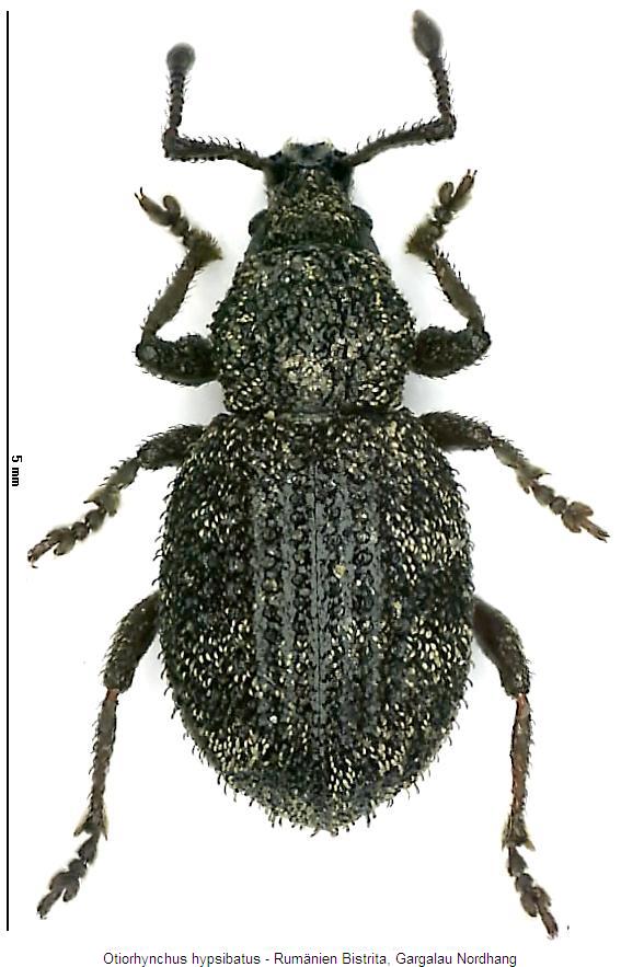 otiorhynchus_hypsibatus_hab.jpg