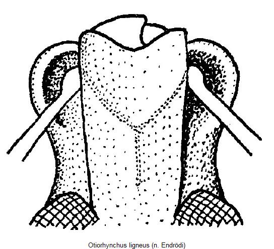 otiorhynchus_ligneus_k.jpg