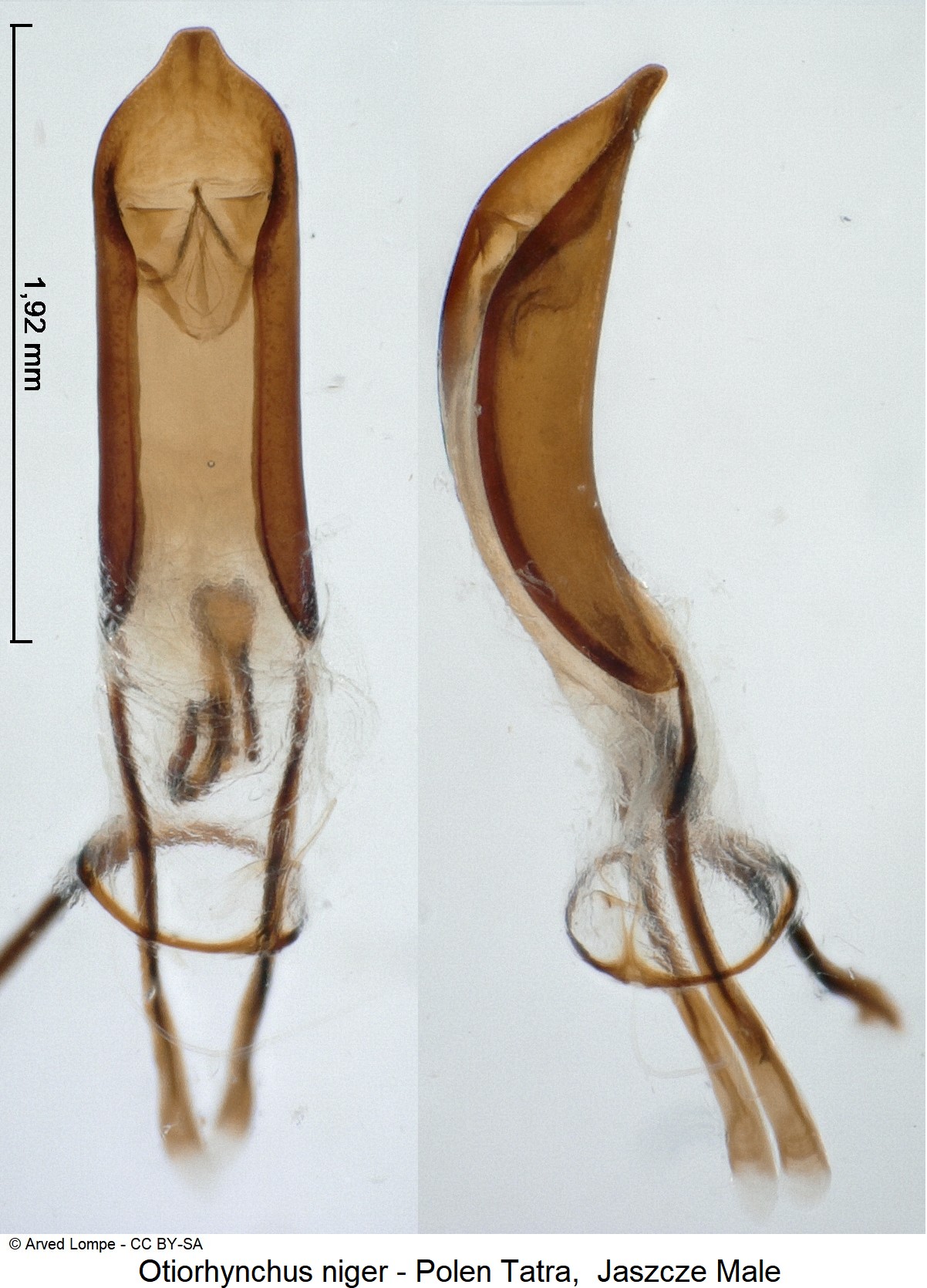 otiorhynchus_niger.jpg