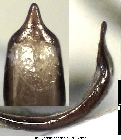 otiorhynchus_obsoletus.jpg
