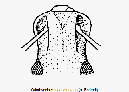otiorhynchus_rugosostriatus_k.gif
