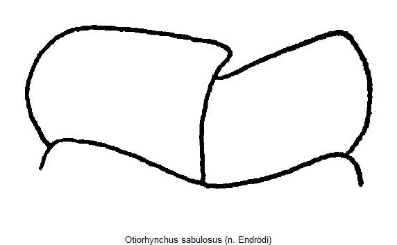 otiorhynchus_sabulosus_mand.jpg