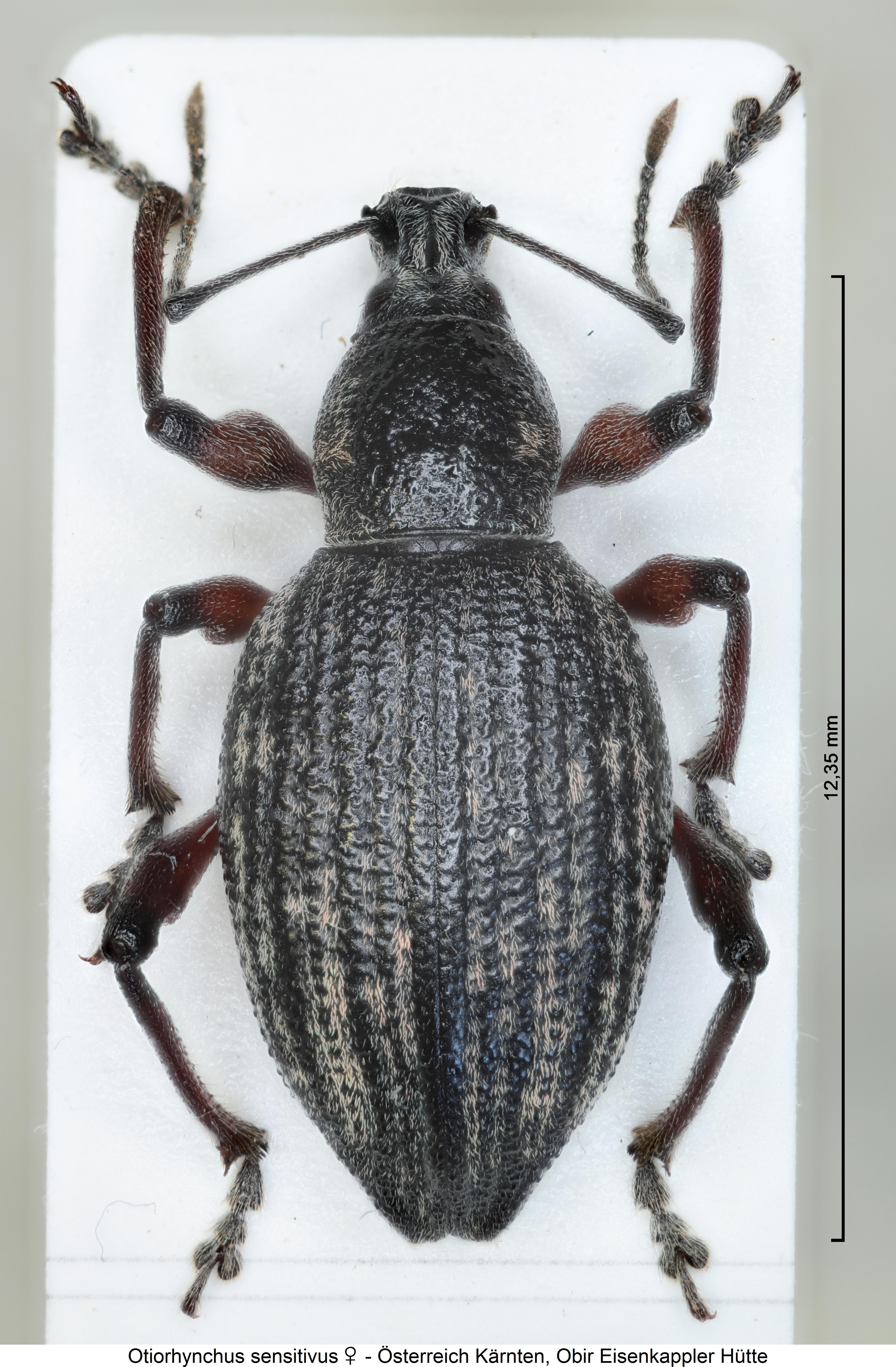otiorhynchus_sensitivus_hab.jpg