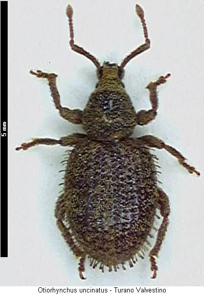 otiorhynchus_uncinatus_hab.jpg