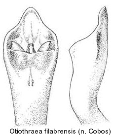 otiothraea_filabrensis_aed.jpg