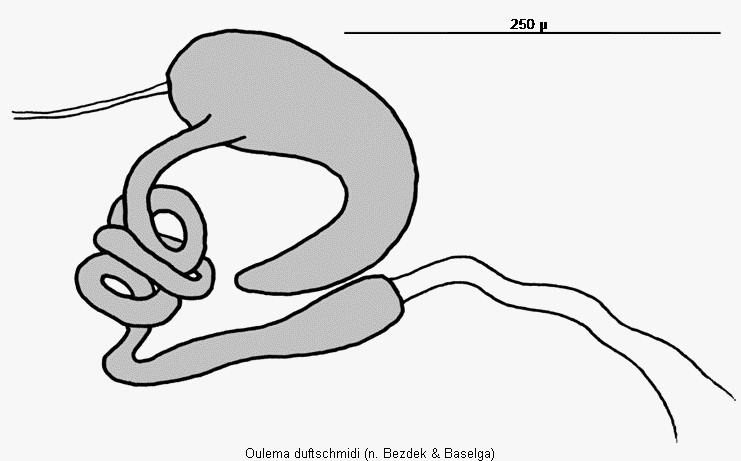 oulema_duftschmidi_sperm.gif