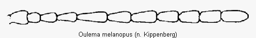 oulema_melanopus_f.gif