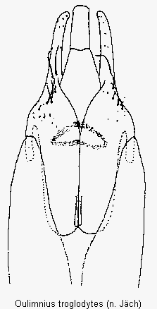 oulimnius_tuberculatus.gif