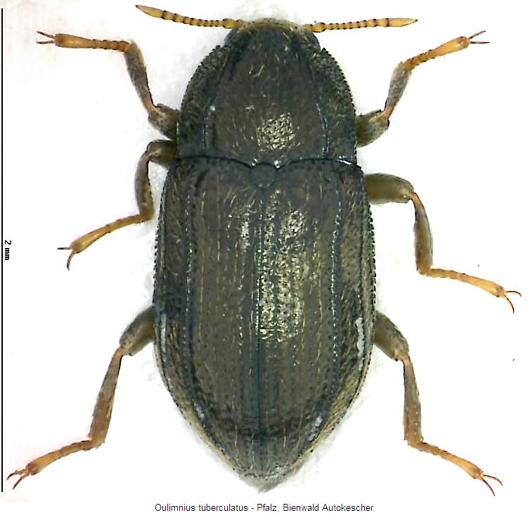 oulimnius_tuberculatus_hab.jpg