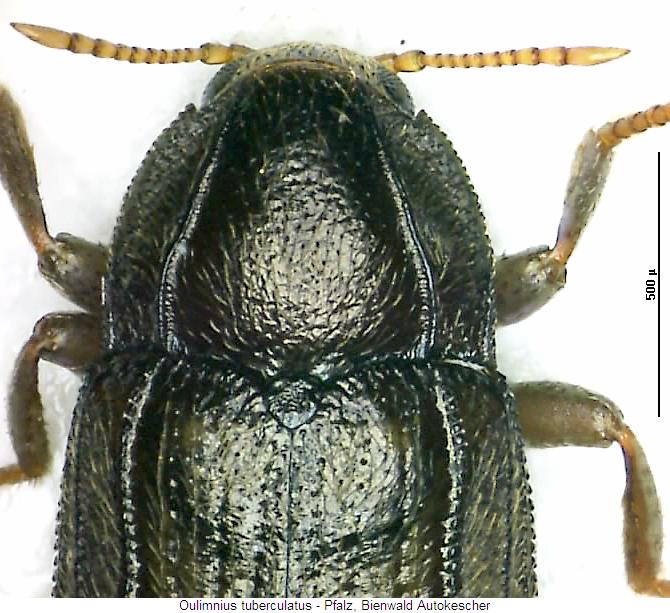 oulimnius_tuberculatus_vk.jpg