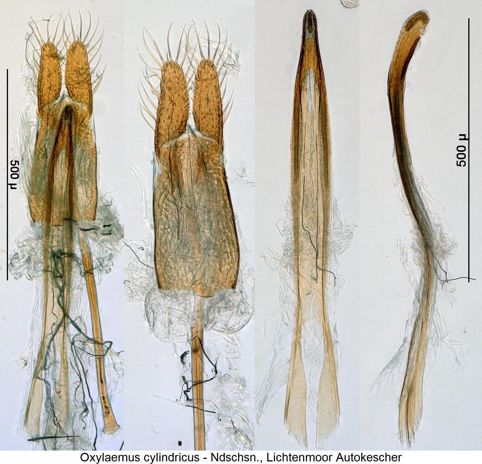oxylaemus_cylindricus.jpg