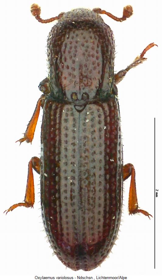 oxylaemus_variolosus_hab.jpg