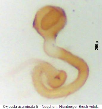 oxypoda_acuminata_sperm.jpg