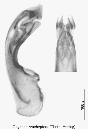 oxypoda_brachyptera2.gif
