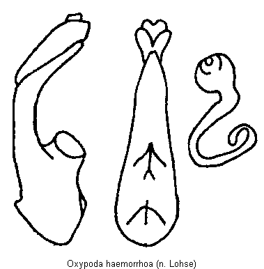 oxypoda_haemorrhoa.gif