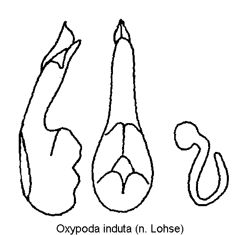 oxypoda_induta.gif