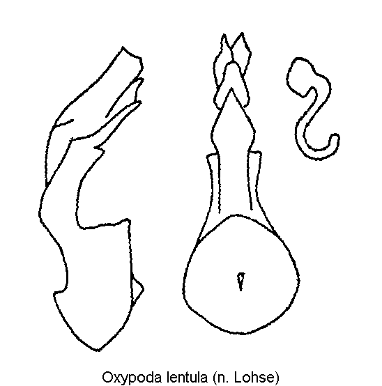 oxypoda_lentula.gif