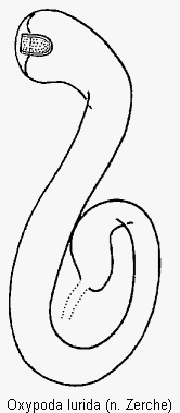 oxypoda_lurida_sperm.gif