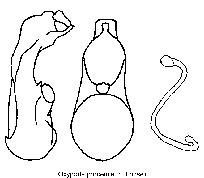 oxypoda_procerula.gif