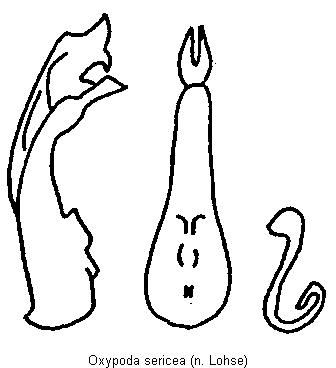 oxypoda_sericea.gif