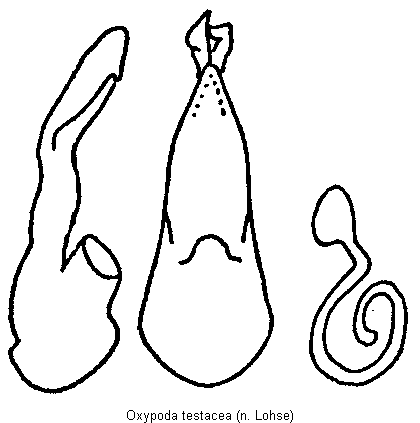 oxypoda_testacea.gif