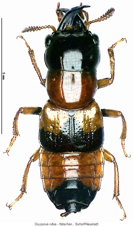 oxyporus_rufus_hab.jpg