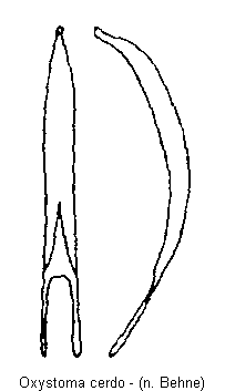 oxystoma_cerdo.gif
