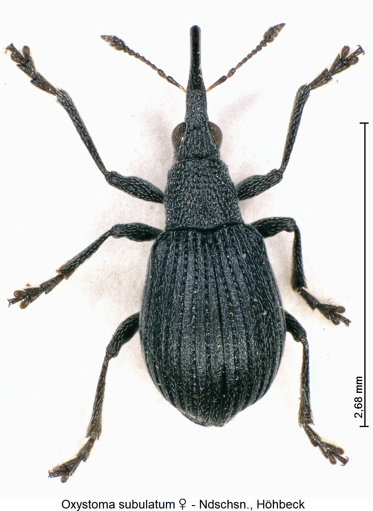 oxystoma_subulatum_w_hab.jpg