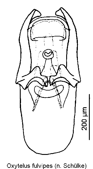oxytelus_fulvipes.gif