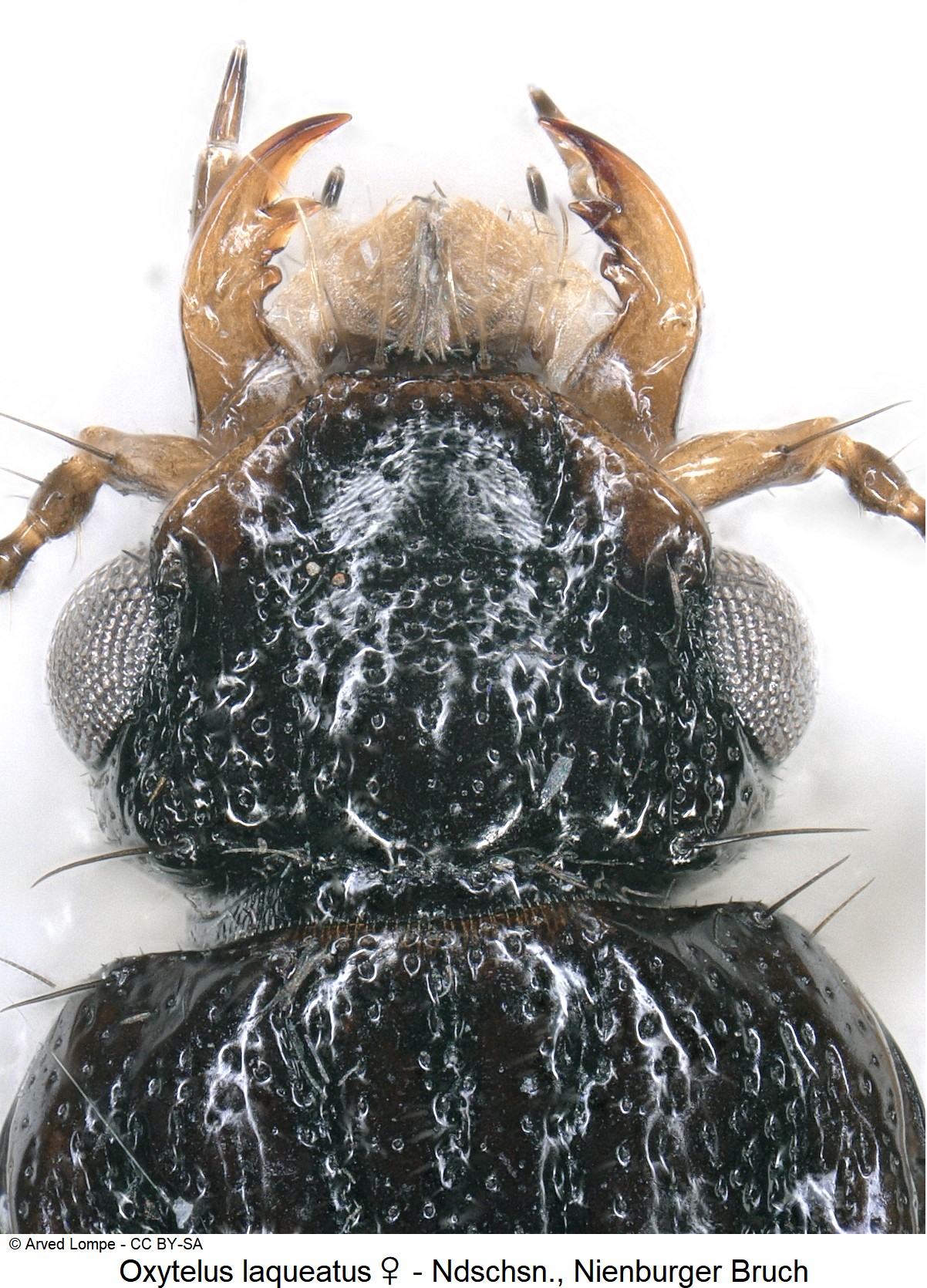 oxytelus_laqueatus_w_ck23744_k.jpg