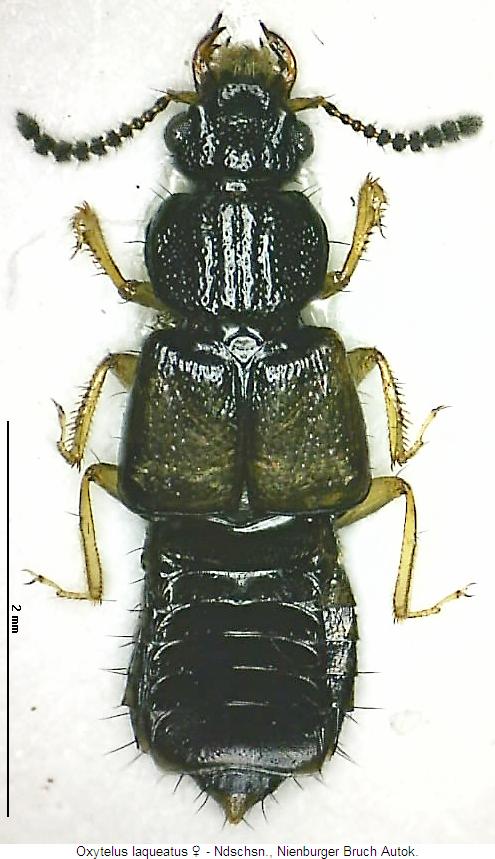 oxytelus_laqueatus_w_hab.jpg