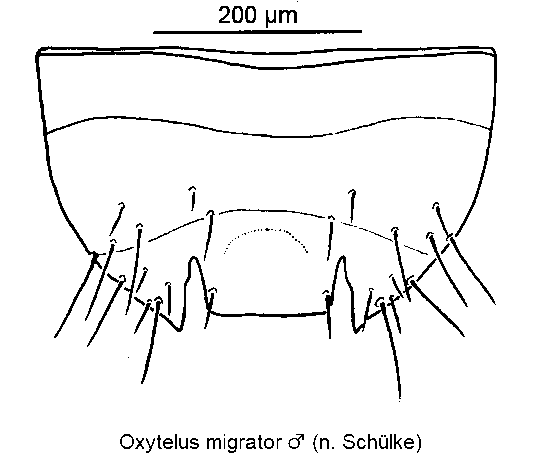 oxytelus_migrator_m_ster.gif