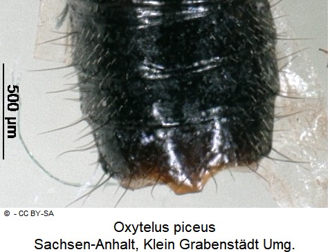 oxytelus_piceus_ck30550341_ster.jpg
