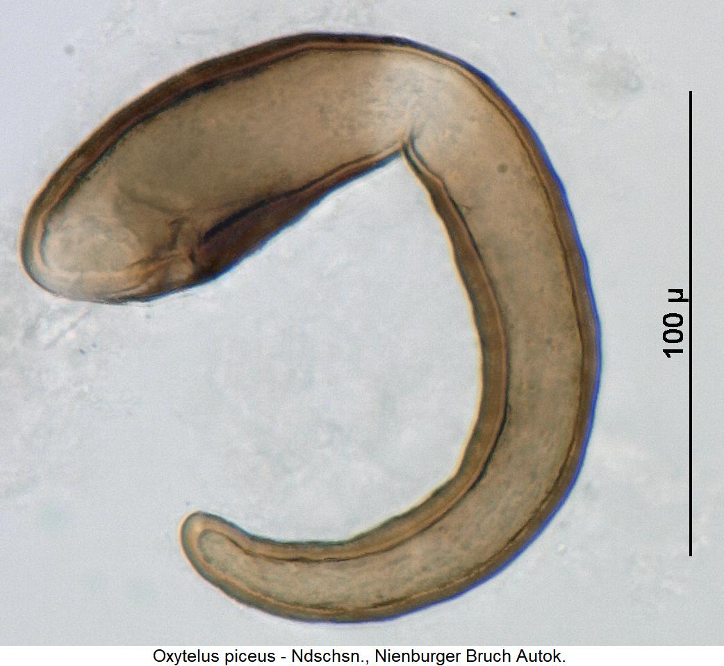 oxytelus_piceus_sperm.jpg