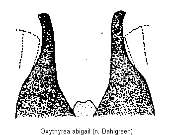 oxythyrea_abigail.gif
