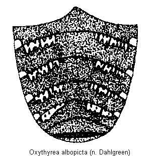 oxythyrea_albopicta_us.gif