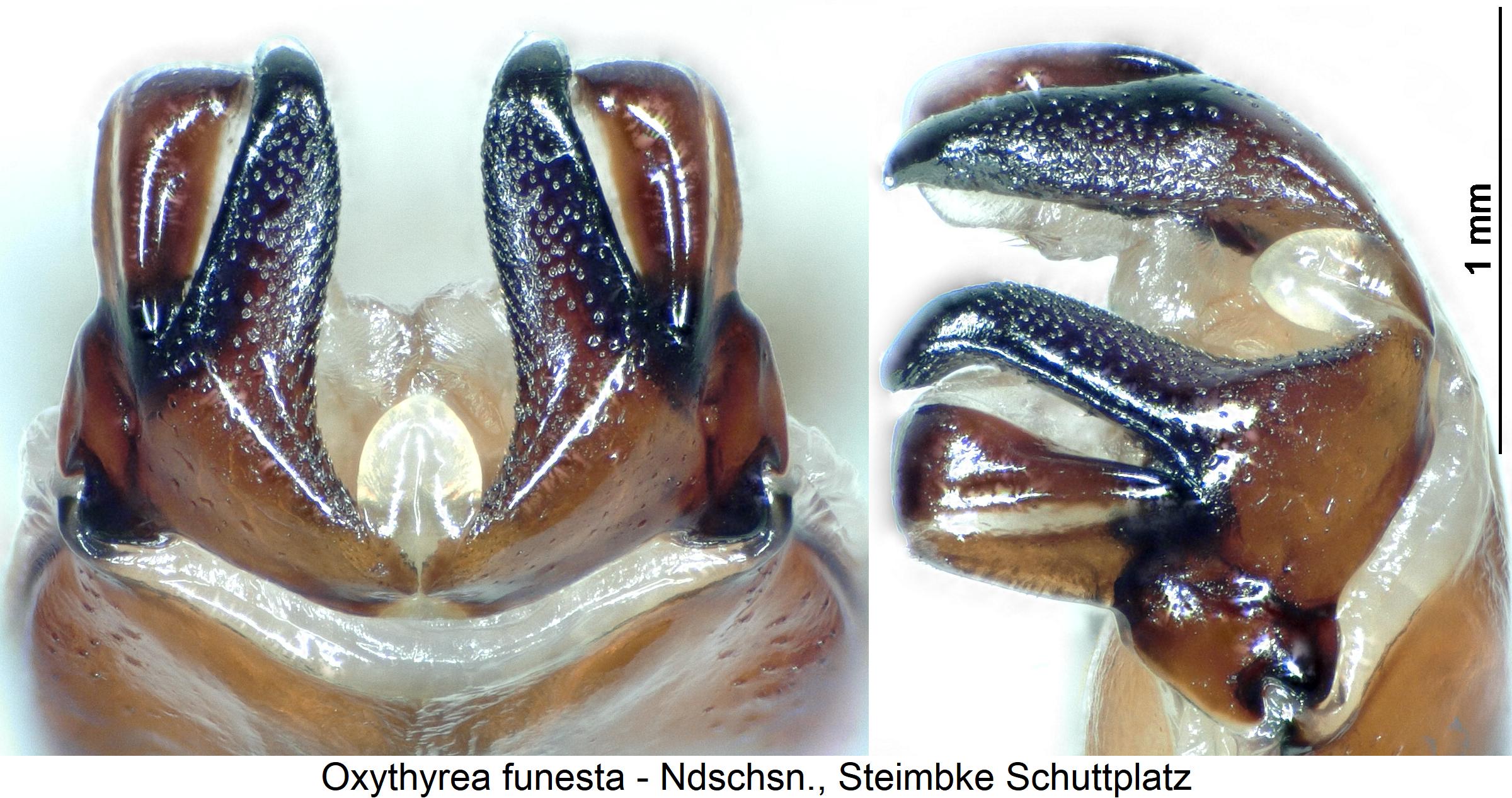 oxythyrea_funesta.jpg