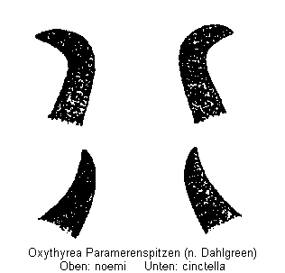 oxythyrea_paramerenspitzen.gif