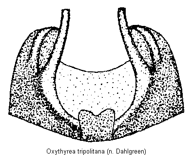 oxythyrea_tripolitana.gif