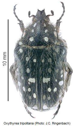 oxythyrea_tripolitana_hab.jpg
