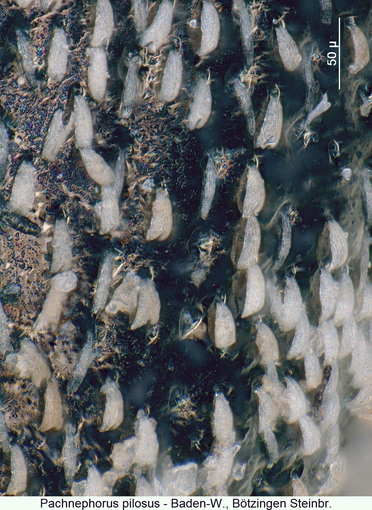 pachnephorus_pilosus_int.jpg