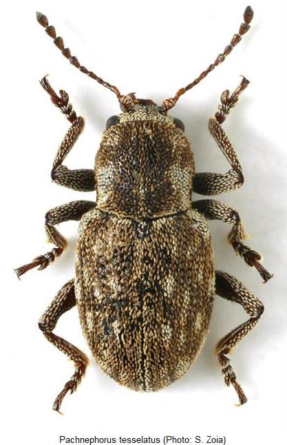 pachnephorus_tesselatus_hab.jpg
