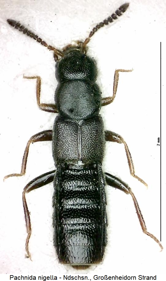 pachnida_nigella_hab.jpg