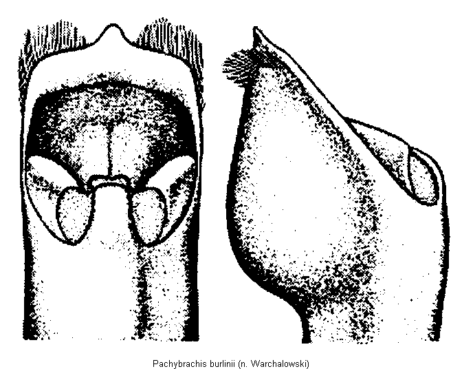 pachybrachis_burlinii.gif